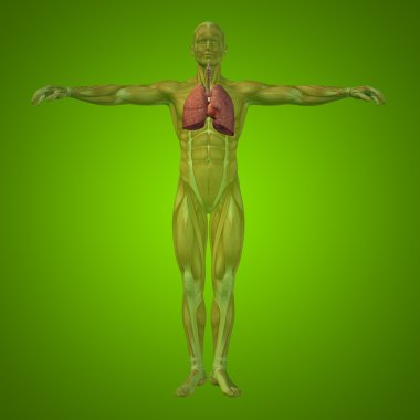 İnsan erkek solunum sistemi