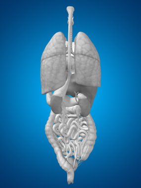 iç organları karın veya Toraks