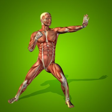 Anatomi vücut kasları ile