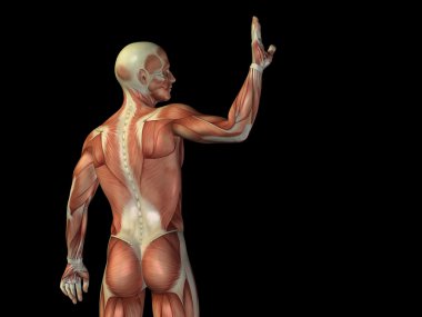 Anatomi üst vücut kasları ile