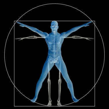 Vitruvian human and skeleton