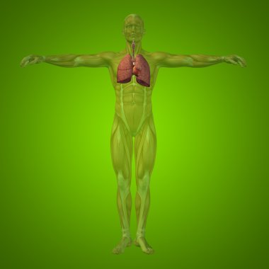 kavramsal anatomik insan