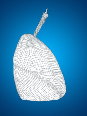 insan solunum sistemi