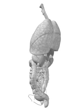 iç organları karın veya Toraks