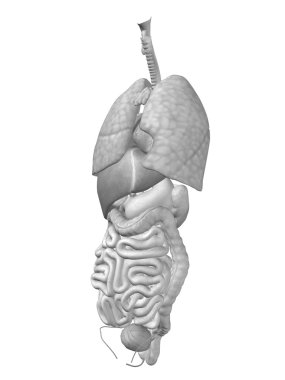 Toraks organların anatomisi tasarımları için.
