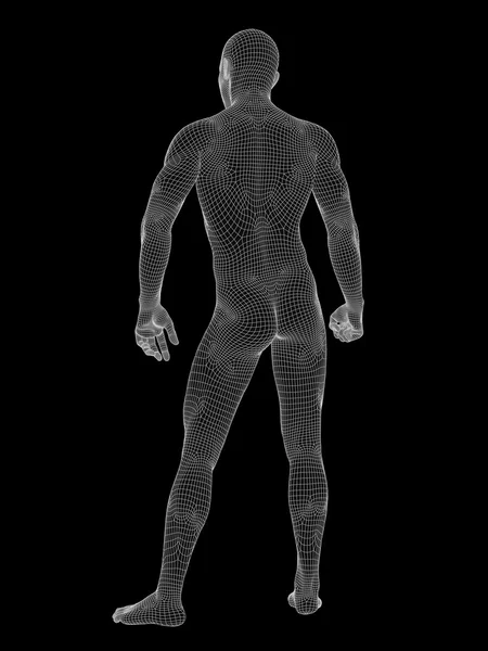 Anatomie aus weißem Drahtgestell — Stockfoto