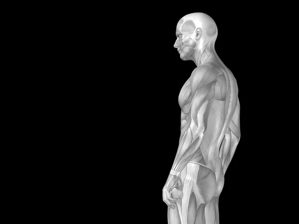 Anatomi üst vücut kasları ile — Stok fotoğraf