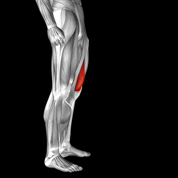 Adductor longus menselijke bovenbeen — Stockfoto