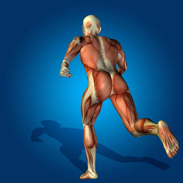 근육과 해부학 시체 — 스톡 사진