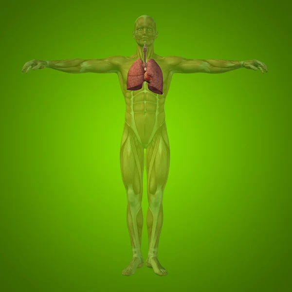 Conceptual anatómica humana — Foto de Stock