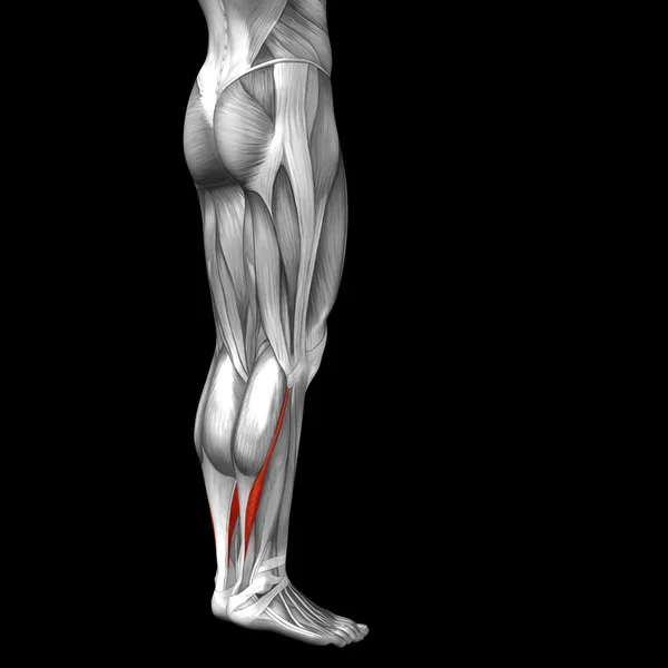Gastrocnêmio anatomia humana das pernas inferiores — Fotografia de Stock