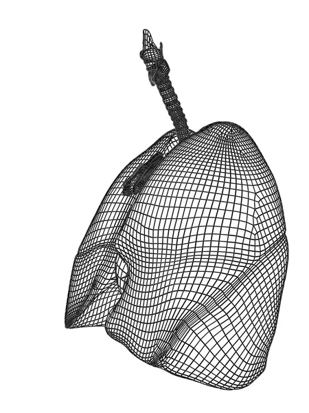 Wireframe mesh respiratory system — Stock Photo, Image