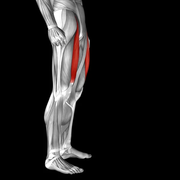 Adutor longo perna superior humana — Fotografia de Stock