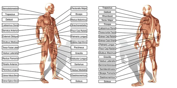 Tekst anatomii i mięśnie człowieka — Zdjęcie stockowe