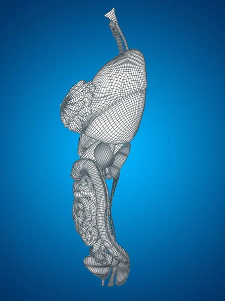 Drahtgeflecht-Verdauungssystem — Stockfoto