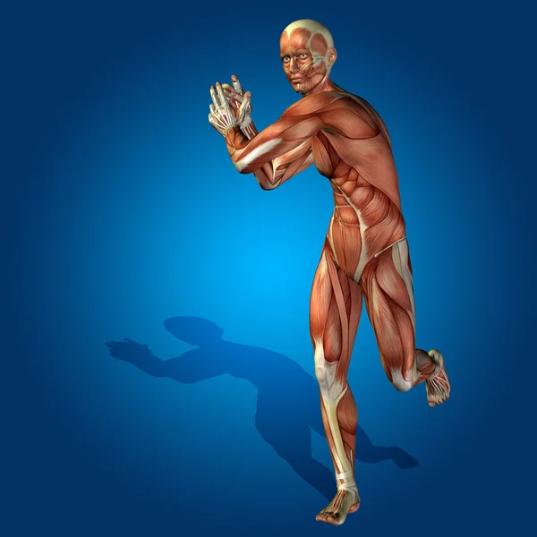 Ανθρώπινη ανατομία σώμα με μύες — Φωτογραφία Αρχείου