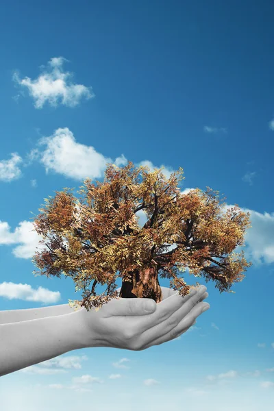 Concepto o conceptual hombre o mujer mano sosteniendo un árbol de otoño marrón y cielo azul con fondo de ecología de nubes — Foto de Stock