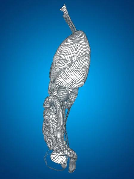 Sistema digestivo a rete wireframe — Foto Stock
