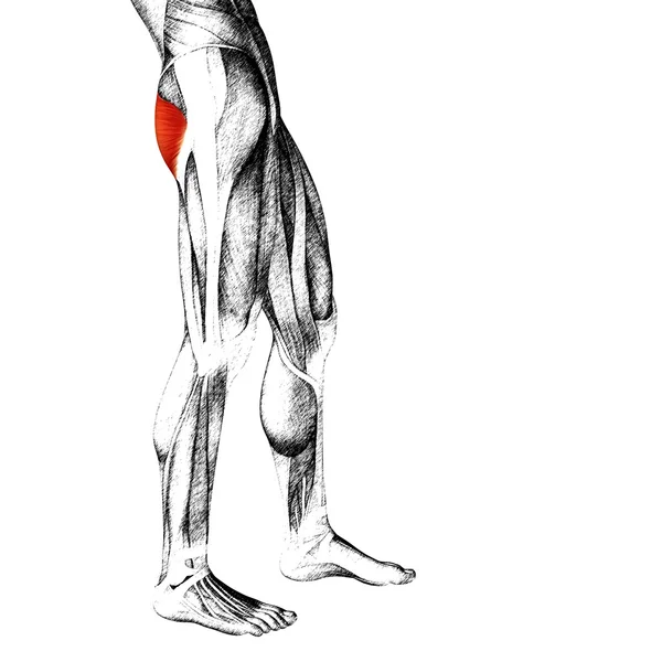 인간의 위 다리 해부학 — 스톡 사진