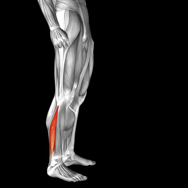 Adutor longo perna inferior humana — Fotografia de Stock