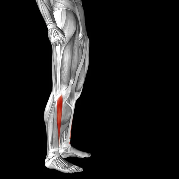 Індуктор довгонога людська нижня нога — стокове фото