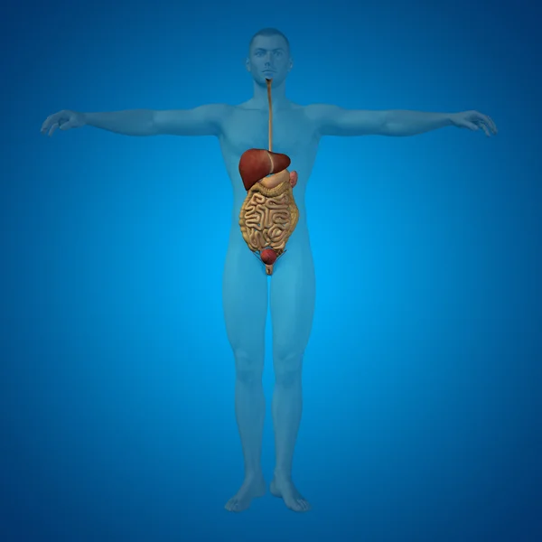 Konzeptionelles anatomisches Verdauungssystem — Stockfoto
