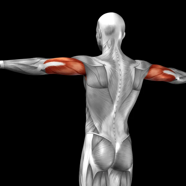 Triceps menselijke anatomie — Stockfoto