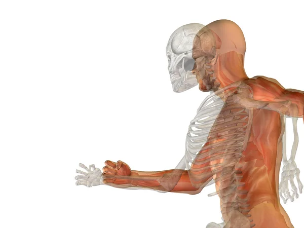 Anatomia masculina com ossos ou esqueleto — Fotografia de Stock