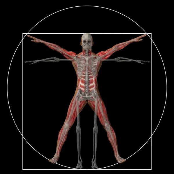 Proporción anatomía cuerpo — Foto de Stock