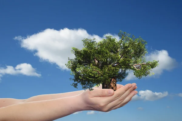 Concept ou conceptuel homme ou femme main tenant un arbre vert d'été et ciel bleu avec nuages fond écologie — Photo