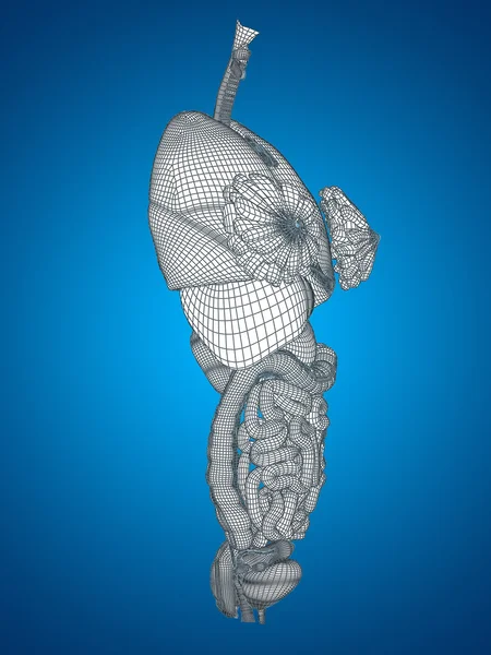 Black wireframe mesh digestive system — Stock Photo, Image