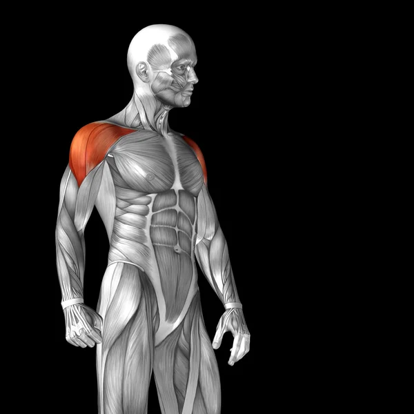 Göğüs insan anatomisi — Stok fotoğraf