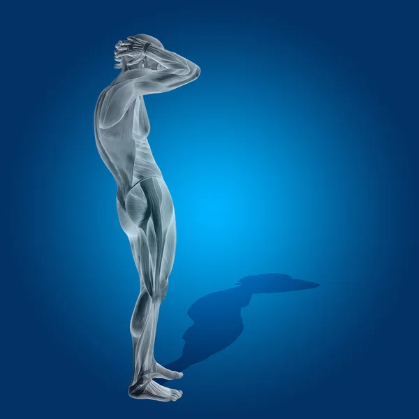 Cuerpo de anatomía con músculos —  Fotos de Stock