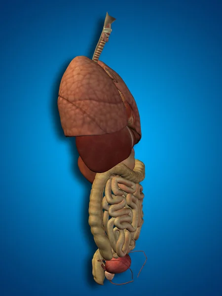 Internal abdominal or thorax organsd — Stock Photo, Image