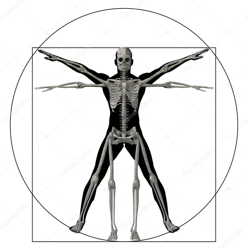Vitruvian human or man as a concept