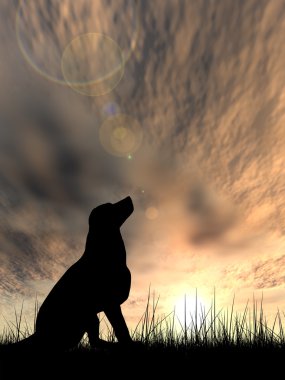 güzel siyah şirin köpek siluet