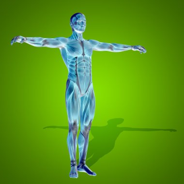 Anatomi vücut kasları ile