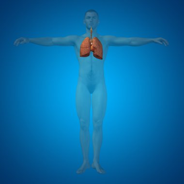 Huma solunum sistemi