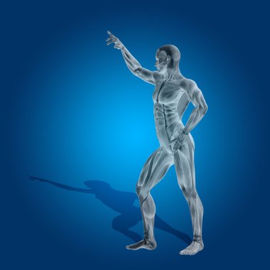 stong insan veya insan anatomisi