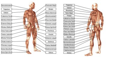 adam anatomisi ve kasları metin