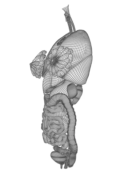 Mancanza di sistema digestivo a rete wireframe — Foto Stock