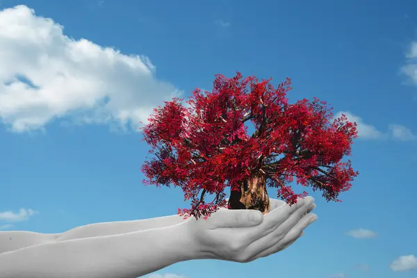 Concepto o conceptual hombre o mujer mano sosteniendo un árbol de primavera rojo y cielo azul con fondo de ecología de nubes — Foto de Stock