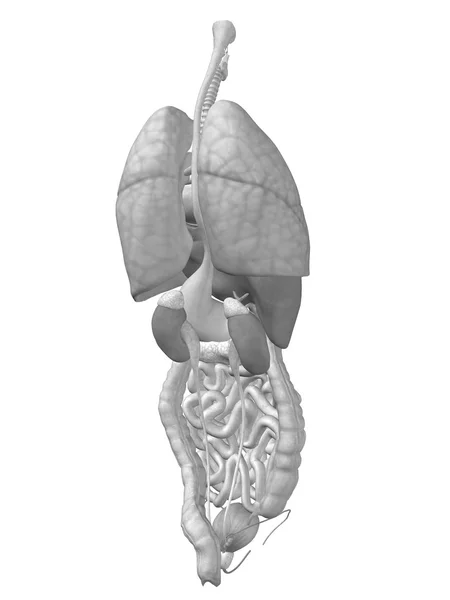 Vnitřní orgány břicha a hrudníku — Stock fotografie