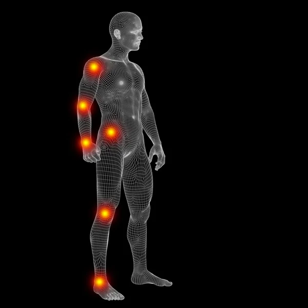 Malla de anatomía humana — Foto de Stock