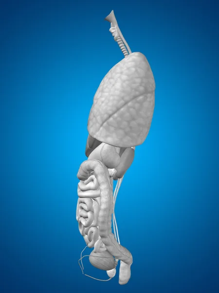 Internal abdominal or thorax organs — Stock Photo, Image