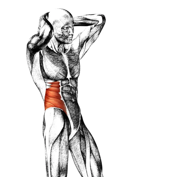Anatomia człowieka pojęciowy klatki piersiowej — Zdjęcie stockowe