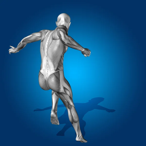 Anatomy body with muscle — Stock Photo, Image