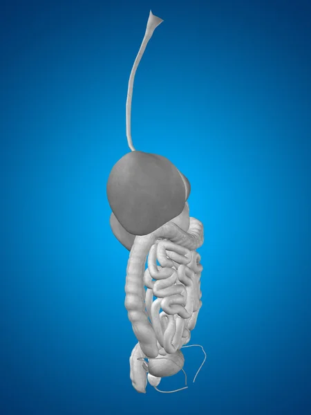 Sistema digestivo humano anatômico — Fotografia de Stock