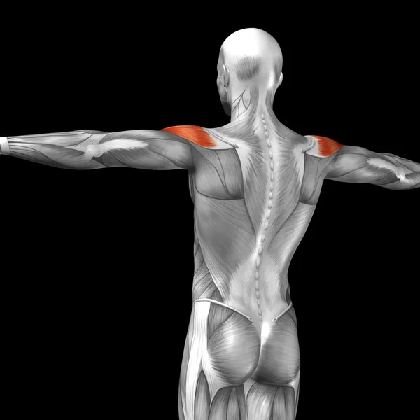 Espalda anatomía humana —  Fotos de Stock