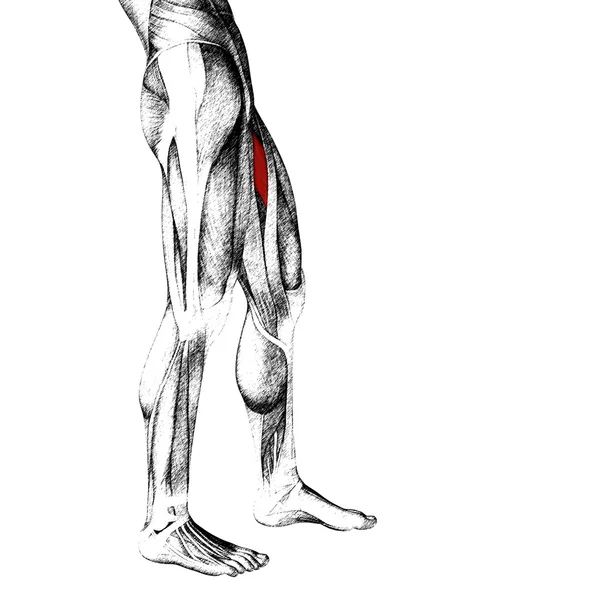 Üst bacaklar anatomi veya anatomik — Stok fotoğraf